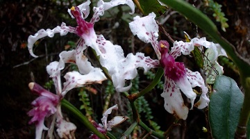 Las Orquídeas, 46 años de conservación