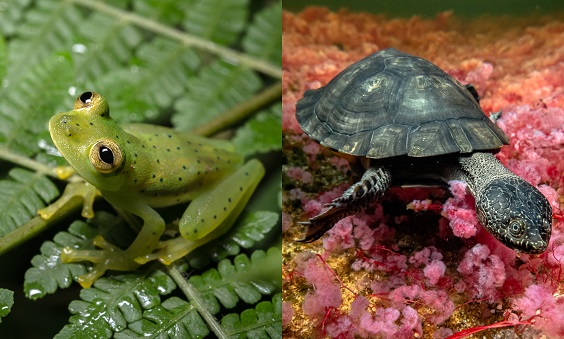 La ciudadanía podrá tener a la biodiversidad colombiana como fondo de pantalla. 