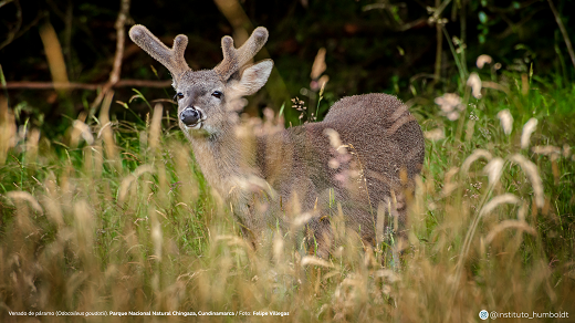 Venado de páramo