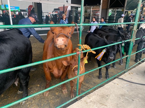 WhatsApp Image 2025 07 18 at 07.34.52