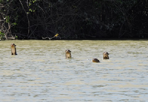 El río Tillavá, en el departamento del Meta, es uno de los hábitats de la nutria gigante.