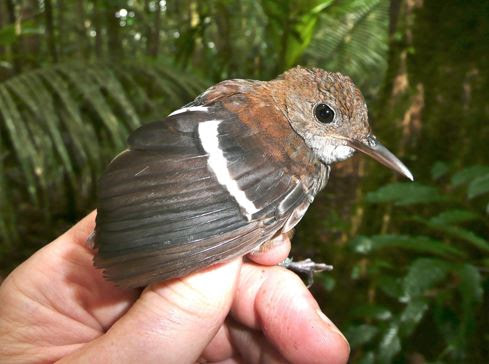 Microcerculus bambla (Foto: Philip Stouffer) 